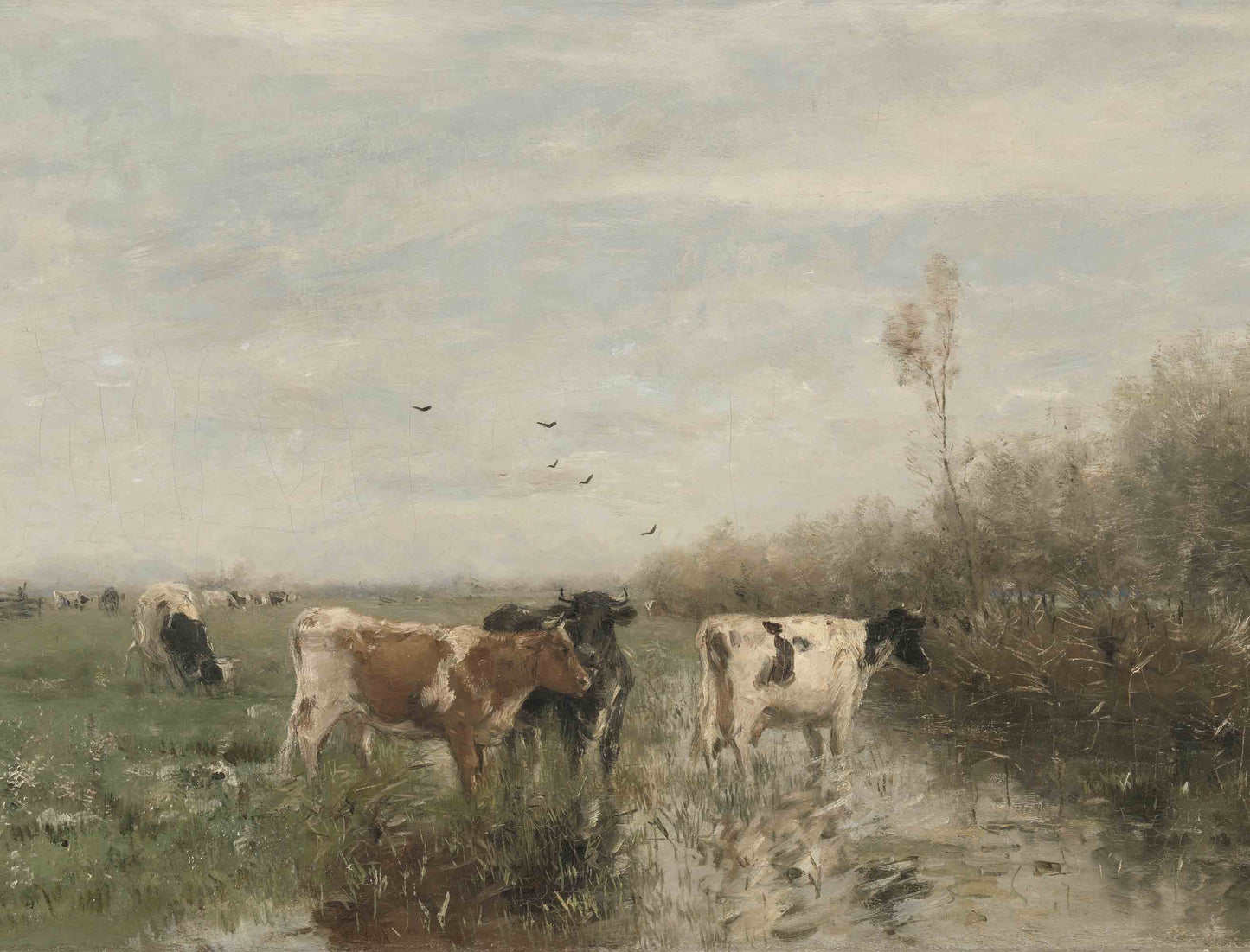 68. Cattle in Pasture